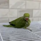 دره للبيع