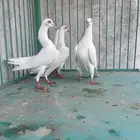 اربع حبات شيكر هزاز