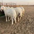 طليان