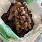 تمر علف ناشف