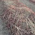 تحميل رودس برسيم ذره زرع تبن الى جميع انحاء المملكه