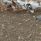 للبيع دجاج رومي