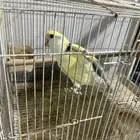 جوز روز للبيع ب 180