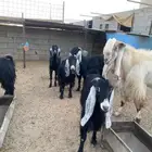 للبيع معزا طيبات وسلم