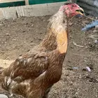 دجاجه باكستانيه شامو