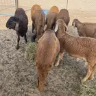 سواكن حمري تربيه فل شحم لها خمس شهور (الدفع عند الاستلام )