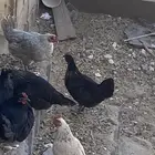 الحوية