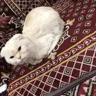 قطو مزيون للبيع