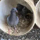 جنوب حايل الروضه