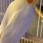 طير كروان اليف لكن غير مروض وهادي