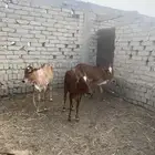حسلان اناثي