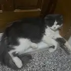 قطة للبيع
