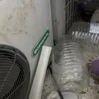 الطايف وادي ليه