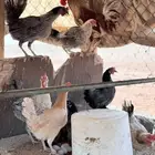 دجاج بلدي بياض العدد 10
