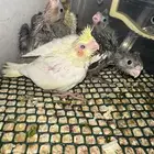 سلام عليكم كروان فروخ والعدد7