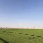 ثيل طبيعي c2000
