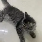 قطه شيرازي