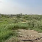 ابغى شيول اجار ثلاث ساعات او ساعتين الاحسبه