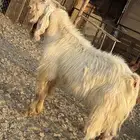 فحل مصري للبيع