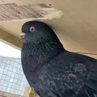 جوز قطايف بفروخه معاريف