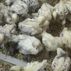 صيصان براهما كولمبي فاخر عمر شهرين