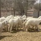 طليان
