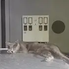 قط بريطاني للبيع على السوم