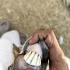 عنزين بيشي