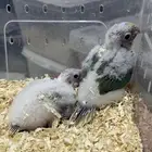 فرخ كنيور سينمون تركواز غر انتاج محلي