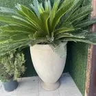 ورد