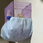 كناري سوري عل شرط تغريد