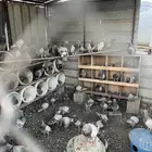 حمام فرنسي