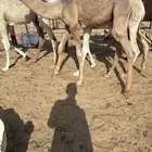 للبيع قعدان