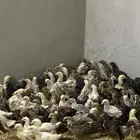 صيصان بلدي وفرنسي للبيع