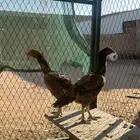 دجاج باكستاني