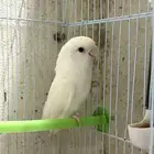 روز للبيع