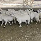 ضان