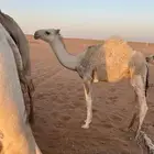 للبيع قعود عمره 6شهور