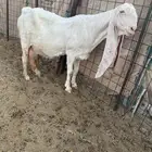 عنز بيضاء برصا خصم حاصب قريبت ولاد الجرم فاخر