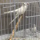 جوز معه فرخه حمام الماسي سنوايت
