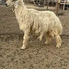 عيسي مشروط