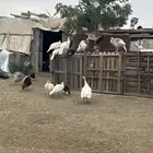 دجاج رومي