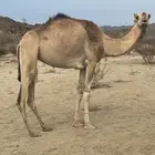 بكره جذعه للبيع