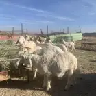 ذبائح للبيع