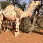 ضروبة شقحا للبيع