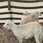 طليان حري
