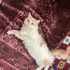 قطه اسمها كرميل عمرها سنه تقريبا