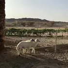 طليان نظيفة وفل شحم واطراف