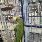 درة اليف متكلم يالعب مع الاطفال ولايعرف العض الي صامل يتصل