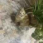 قط لتبني او ضايع